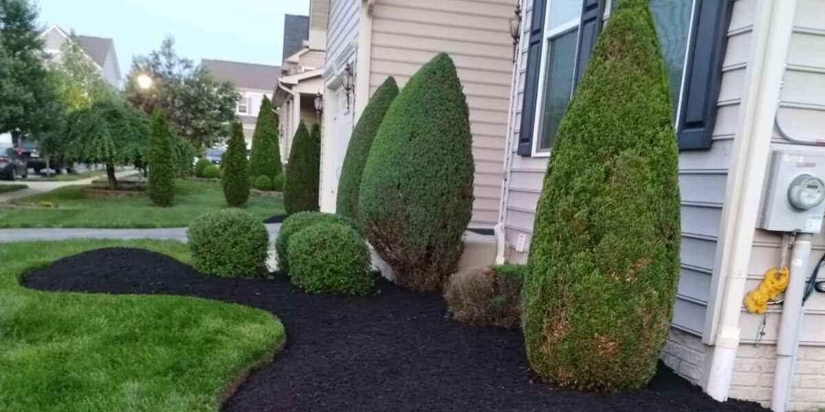 How To Care For Newly Planted Trees In Brandywine MD