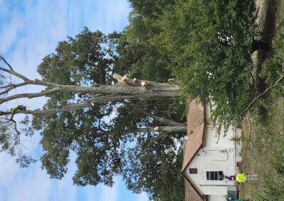 Tree Removal Removal Bryans Road MD
