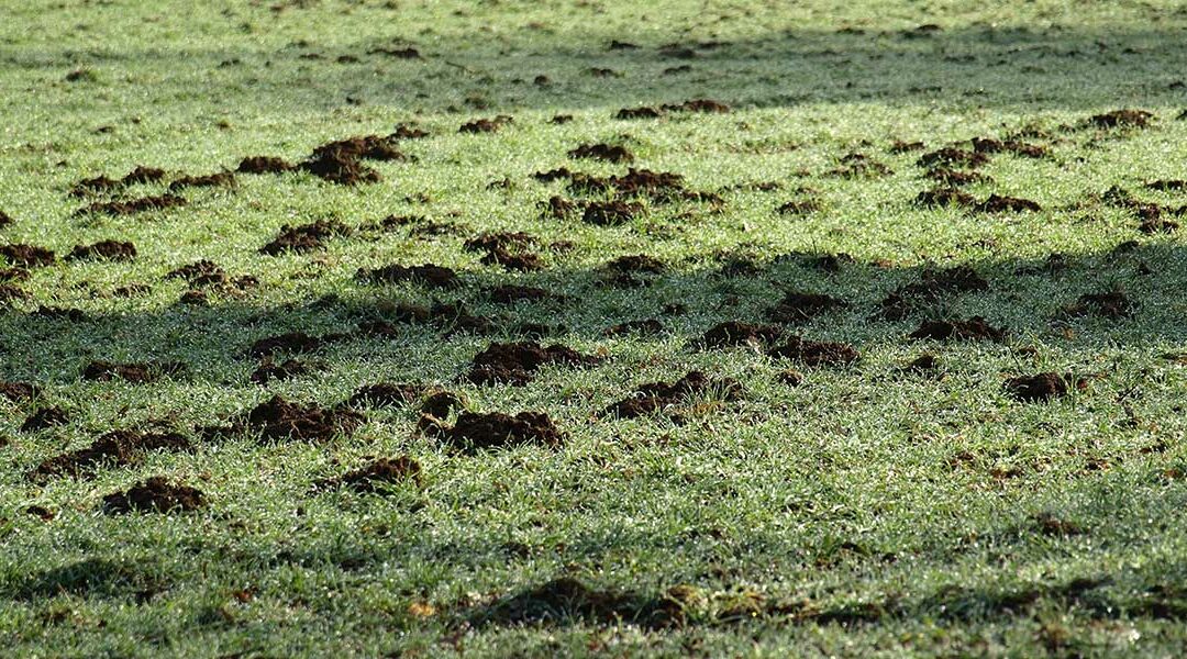 What Causes Brown Patches in Lawns?