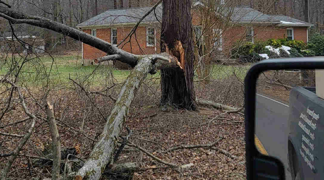 Can a Split Tree Branch Be Repaired in Brandywine, MD?