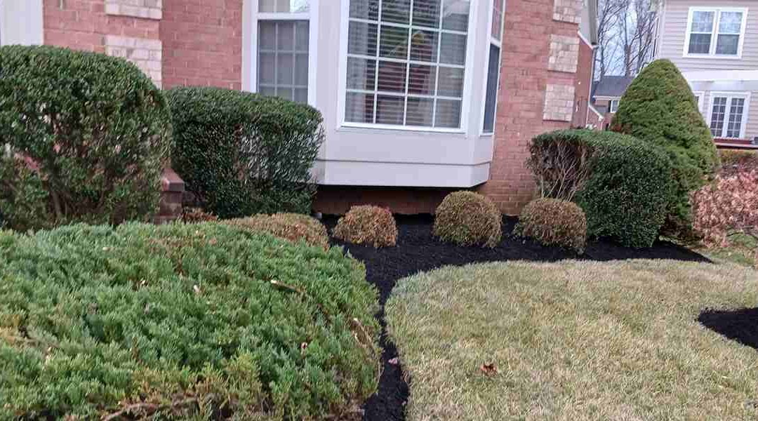 Can You Lay Mulch After Rain?