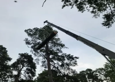 A crane during a crown reduction in Bryans Road, MD