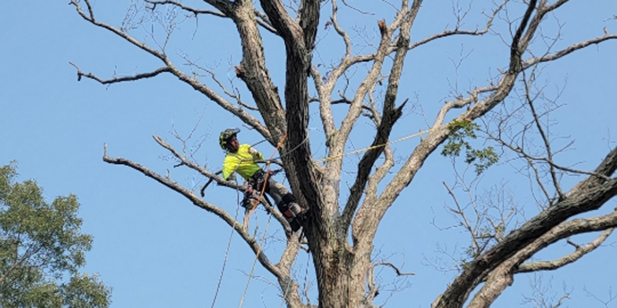 Does Cutting Down Trees Help Increase a Property's Value?