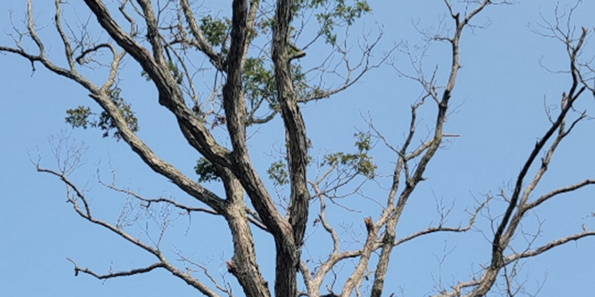 Dying Tree 11 Revealing Signs and How to Save It