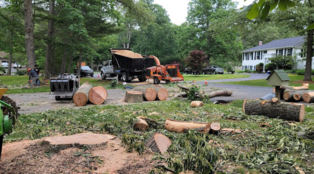 How Long Does It Take To Remove a Tree?