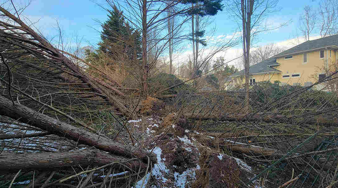 How Much Root Damage Can a Tree Take on Your Brandywine, MD, Property?