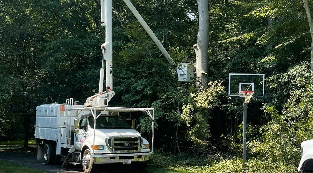How Often Should You Trim Your Trees?
