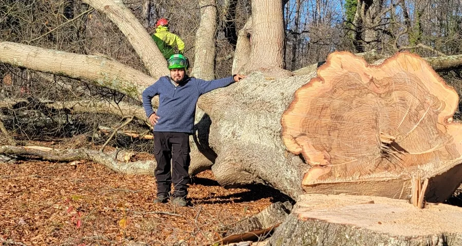 Tree Service in Clinton A crew member with a fallen tree after tree service in Clinton, MD