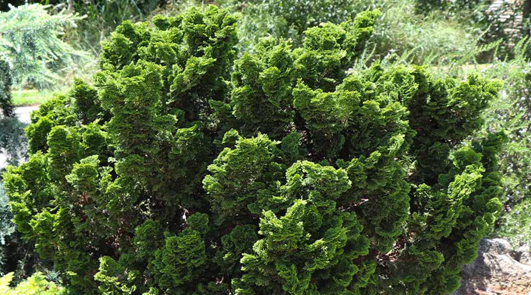 5 Small Evergreen Trees to Consider for Your Yard