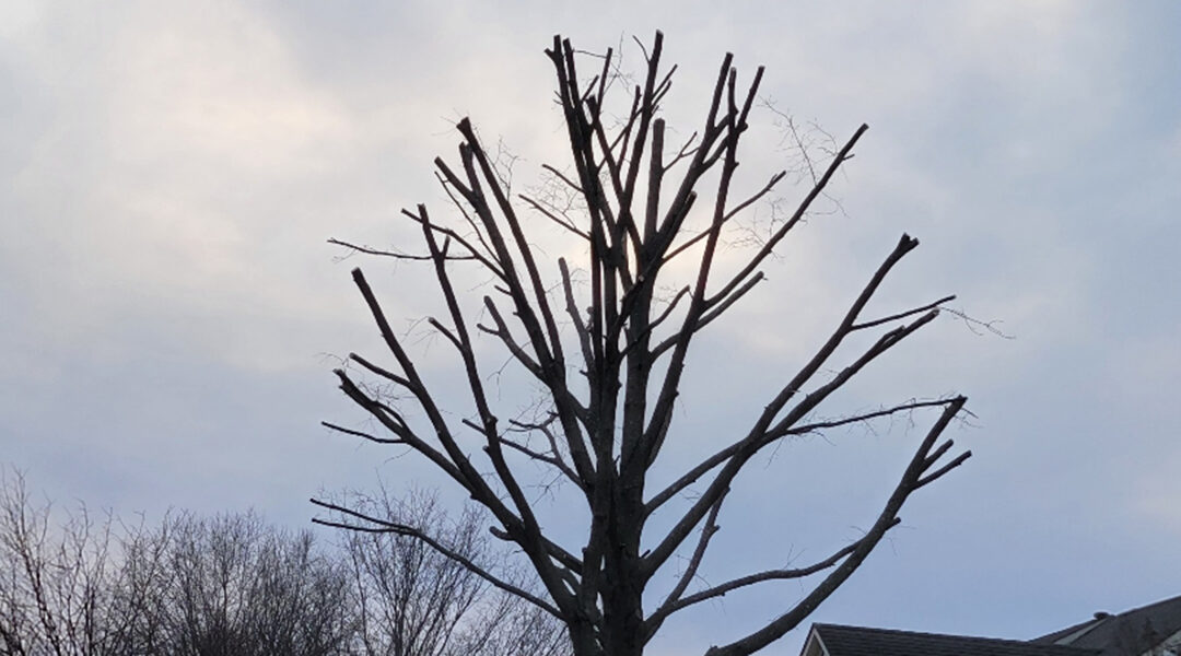 How To Decide Between Tree Topping and Crown Reduction