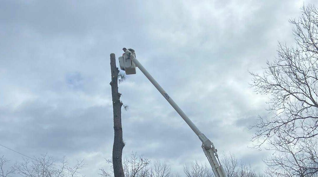 What Is Tree Crown Reduction and Why Is It Important?