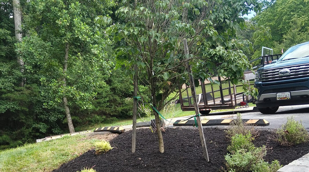 Can You Remove Tree Roots Without Killing the Tree in Alexandria, VA?