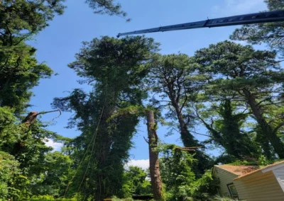 A house and trees during tree service in Alexandria, VA
