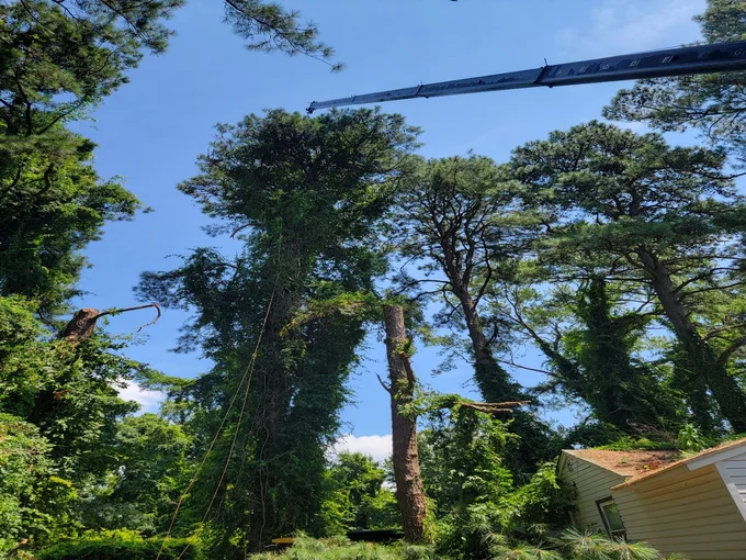 A house and trees during tree service in Alexandria, VA