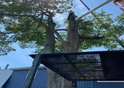 A house and a tree during tree service in Fairfax, VA