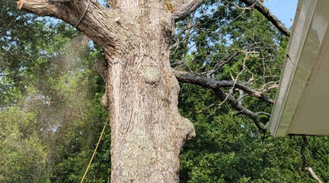 What Causes a Burl in a Tree on Your Brandywine Property?