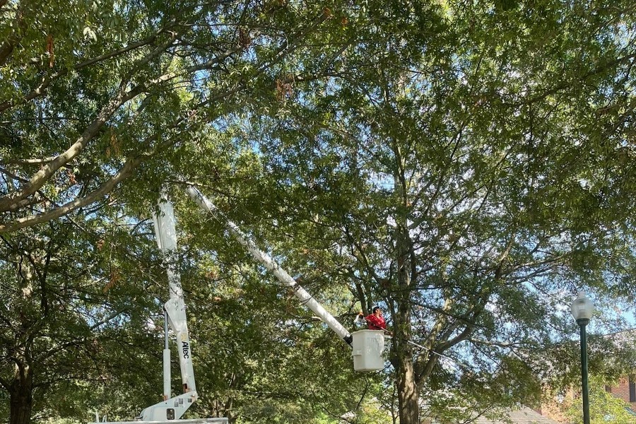What Does an Arborist Do and How Can They Help?