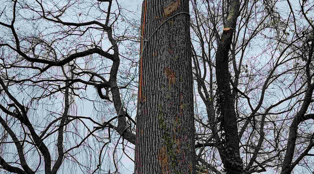 What Is a Dormant Tree and How To Identify One