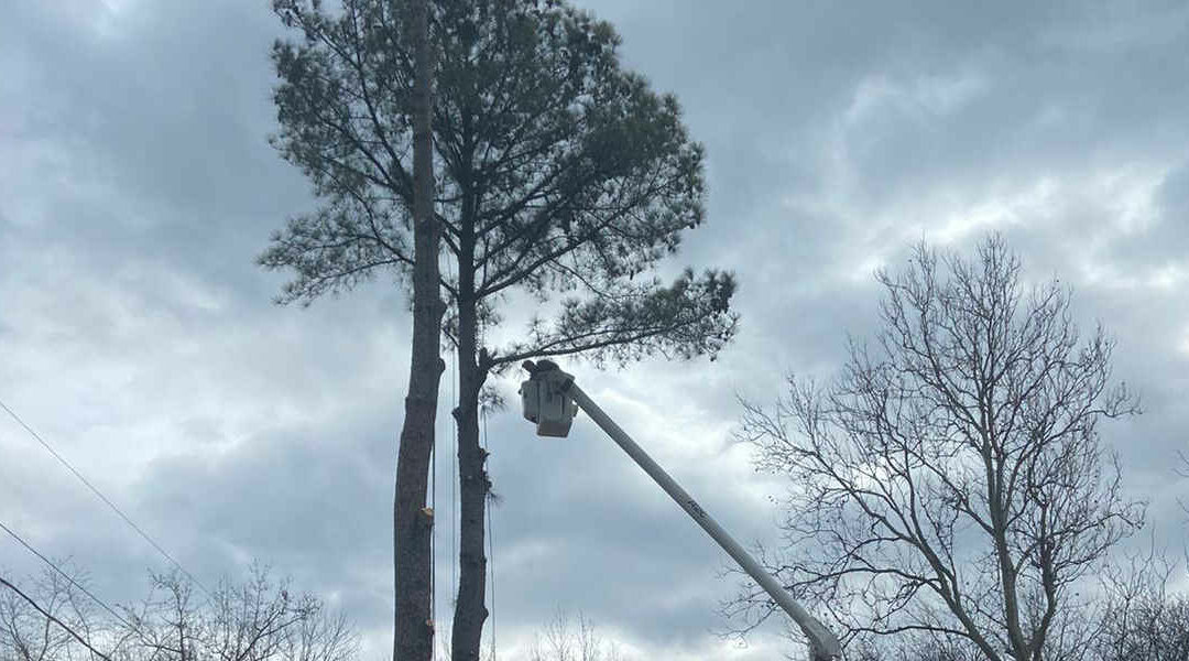 When’s the Best Time To Trim Trees in Danville, Maryland?