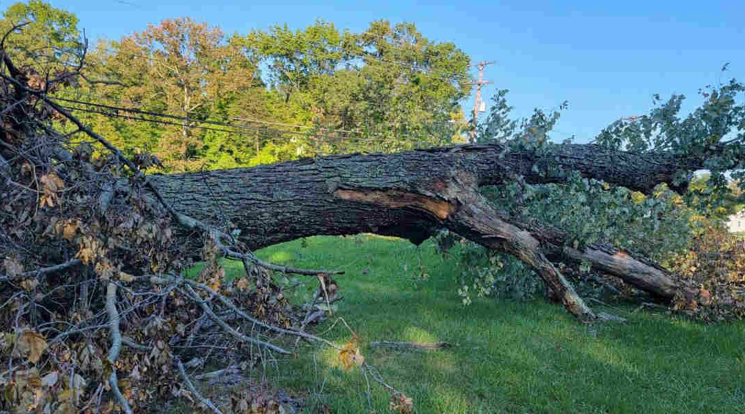 Who Should You Call When a Tree Falls in Your Yard in Brandywine, MD?