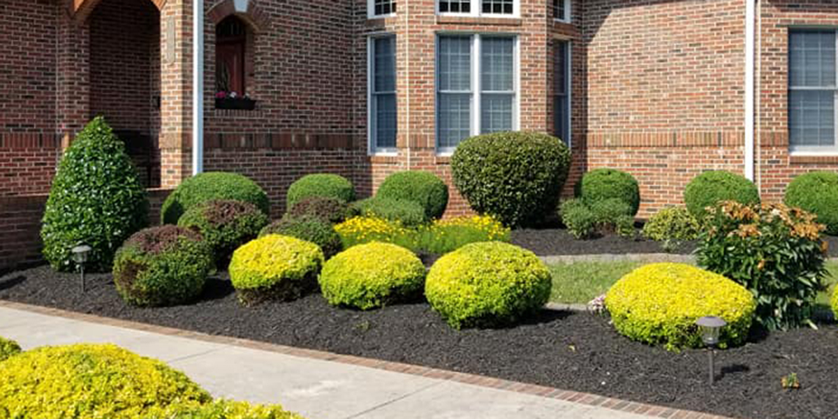 Why Are Mushrooms Growing in My Mulch? Are They Harmful?