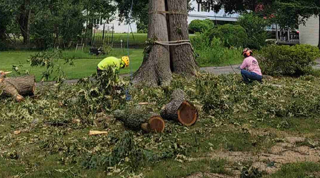 Why Keep Mulch Away From Tree Trunks to Avoid Damage?