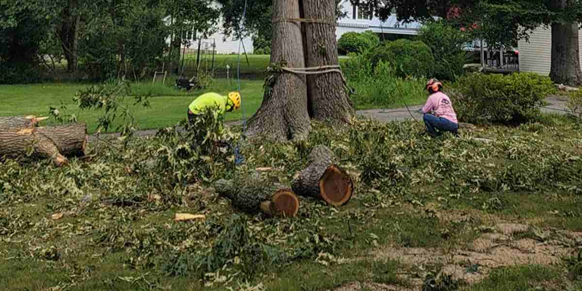 Why Keep Mulch Away From Tree Trunks + Proper Mulching Tips